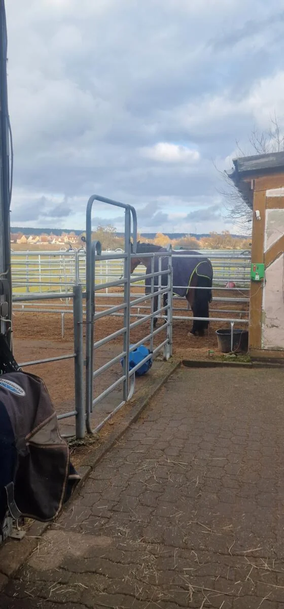Pferd auf dem Paddock vor einer Box in Demantsfürth